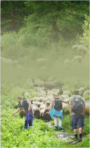 Horizons Nature sur le sentier des éperviers, vers la cabane de Mille